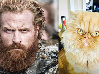 Nothing Like A Good Cat Meme!